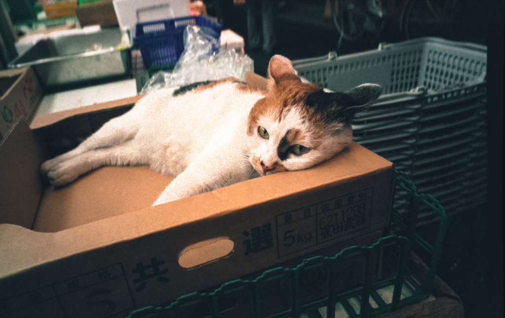 f:id:akasofa:20161029053601j:plain