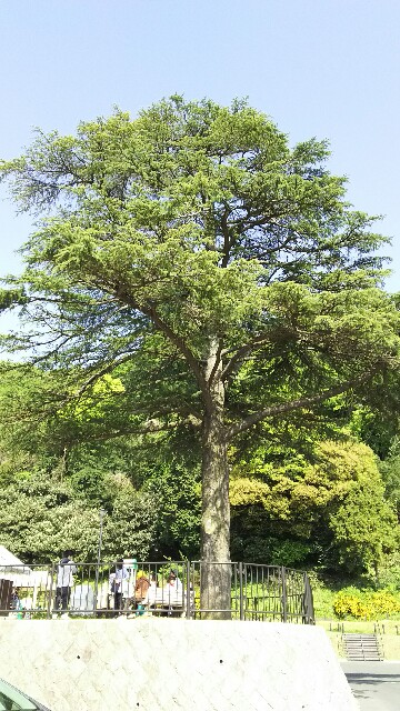 f:id:akastubaki:20170501102903j:plain