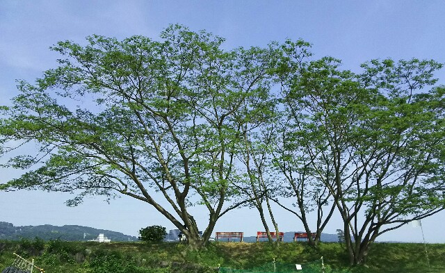 f:id:akastubaki:20170522112517j:plain f:id:akastubaki:20170522112517j:plain