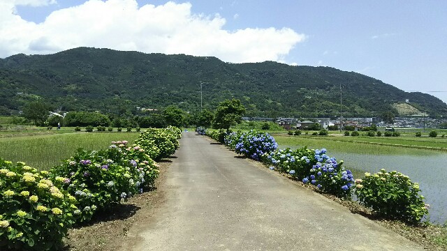 f:id:akastubaki:20170605104103j:plain