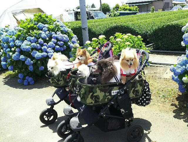 f:id:akastubaki:20170605120844j:plain
