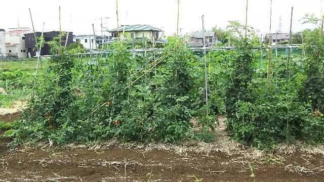 f:id:akastubaki:20170629123500j:plain