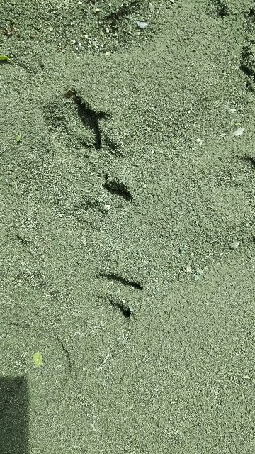 f:id:akastubaki:20170703154200j:plain f:id:akastubaki:20170703154200j:plain