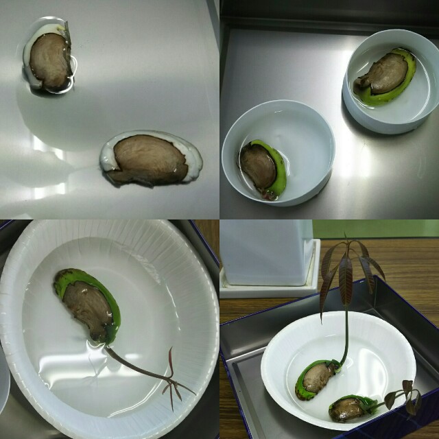 f:id:akastubaki:20170817124227j:plain