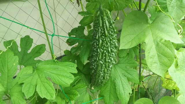 f:id:akastubaki:20170817125351j:plain