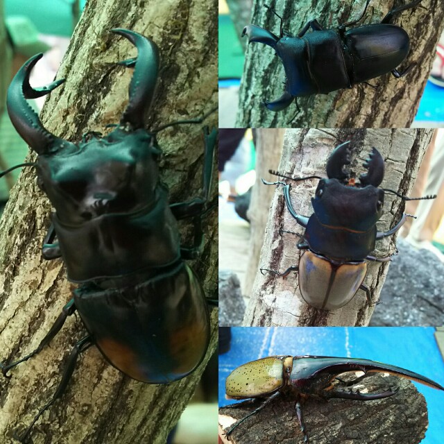 f:id:akastubaki:20170829125958j:plain f:id:akastubaki:20170829125958j:plain