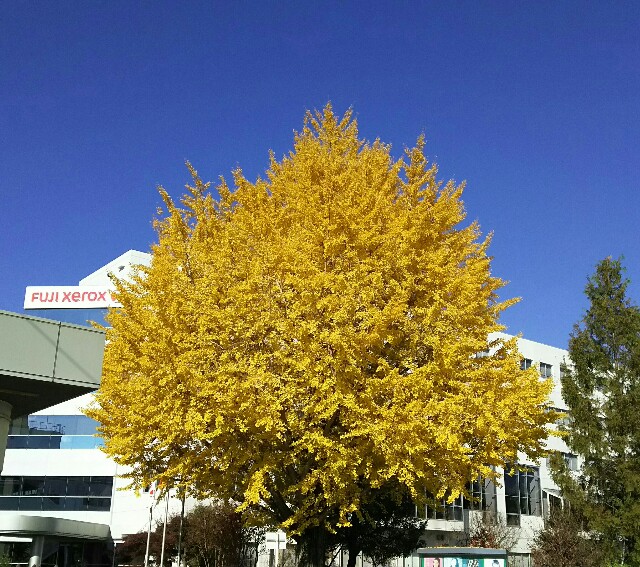 f:id:akastubaki:20170922105343j:plain