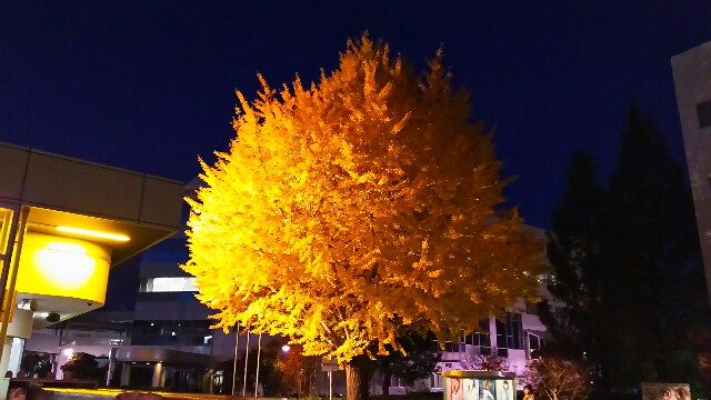 f:id:akastubaki:20170922105406j:plain