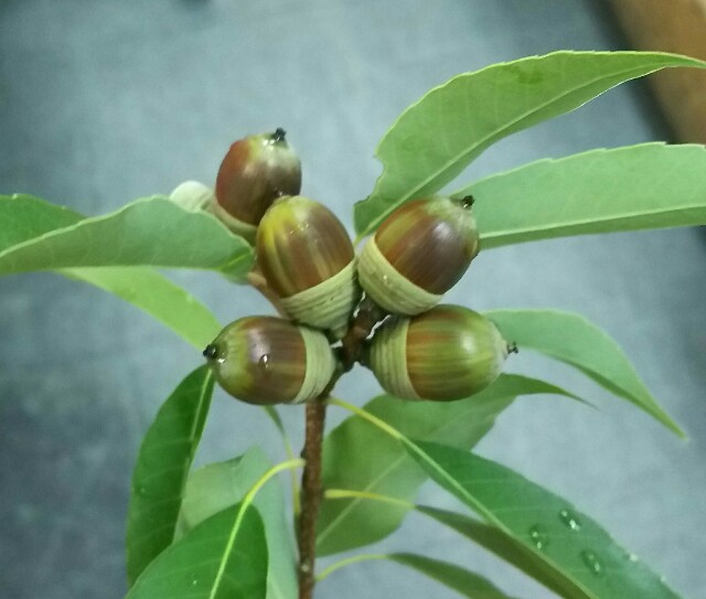 f:id:akastubaki:20171018200245j:plain