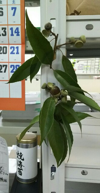 f:id:akastubaki:20171018200329j:plain