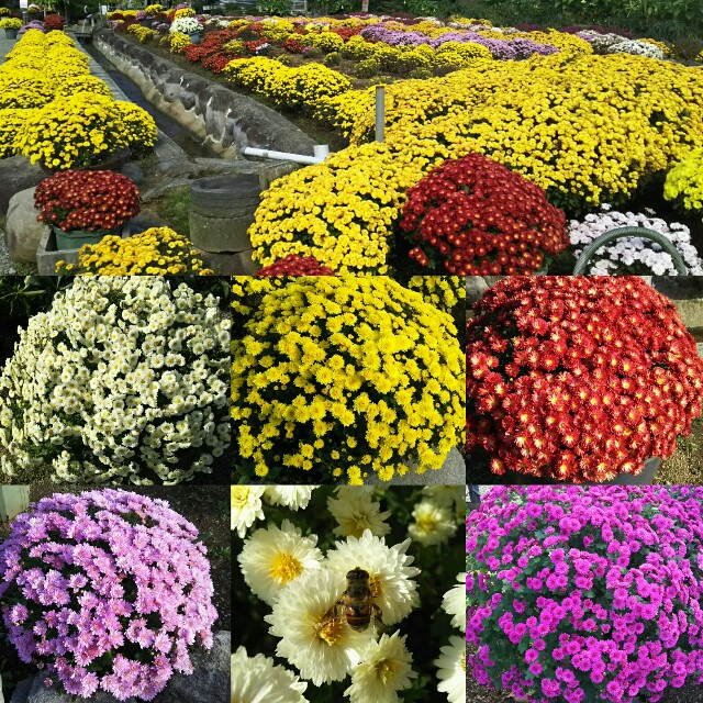 f:id:akastubaki:20171110125209j:plain