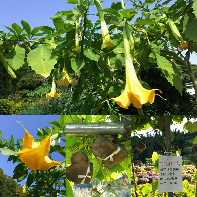 f:id:akastubaki:20171110125250j:plain