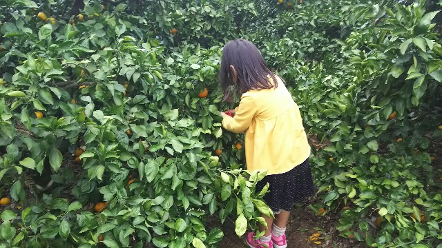 f:id:akastubaki:20171113192502j:plain f:id:akastubaki:20171113192502j:plain