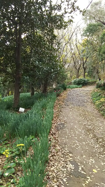 f:id:akastubaki:20171205120729j:image