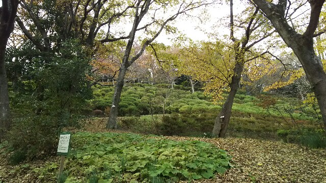 f:id:akastubaki:20171205120744j:image