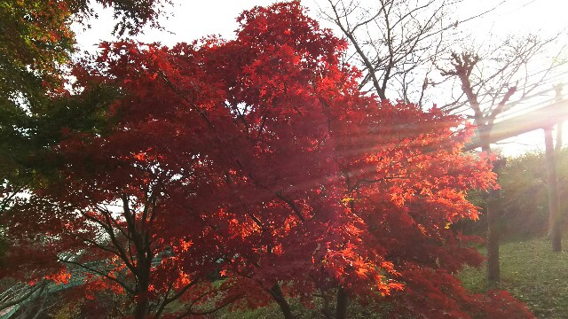 f:id:akastubaki:20171205120942j:image