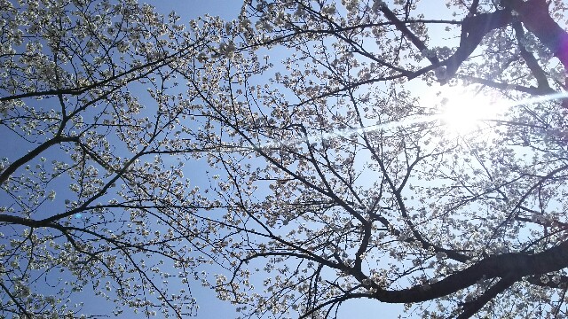 f:id:akastubaki:20180329160617j:plain f:id:akastubaki:20180329160617j:plain