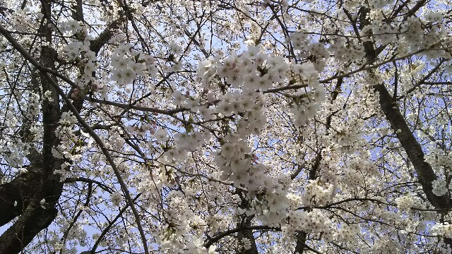 f:id:akastubaki:20180329160809j:plain f:id:akastubaki:20180329160809j:plain