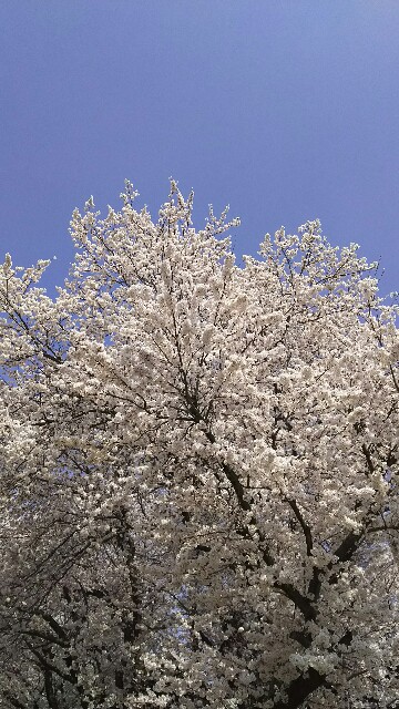 f:id:akastubaki:20180329160854j:plain f:id:akastubaki:20180329160854j:plain