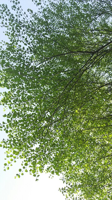 f:id:akastubaki:20180403151736j:plain f:id:akastubaki:20180403151736j:plain