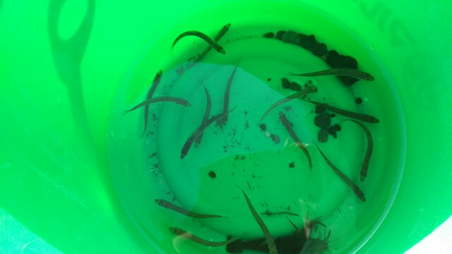 f:id:akastubaki:20180502155046j:plain