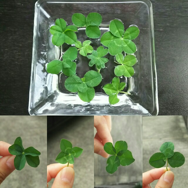 f:id:akastubaki:20180820125348j:plain