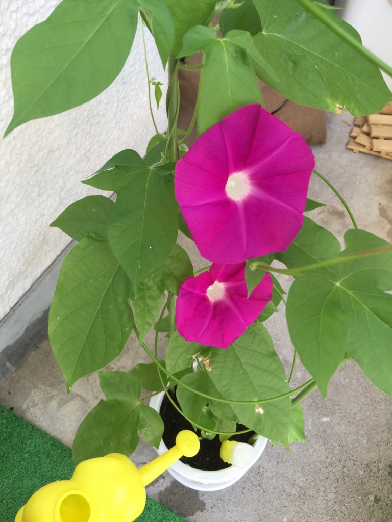 f:id:akasuguope01:20160422152429j:plain