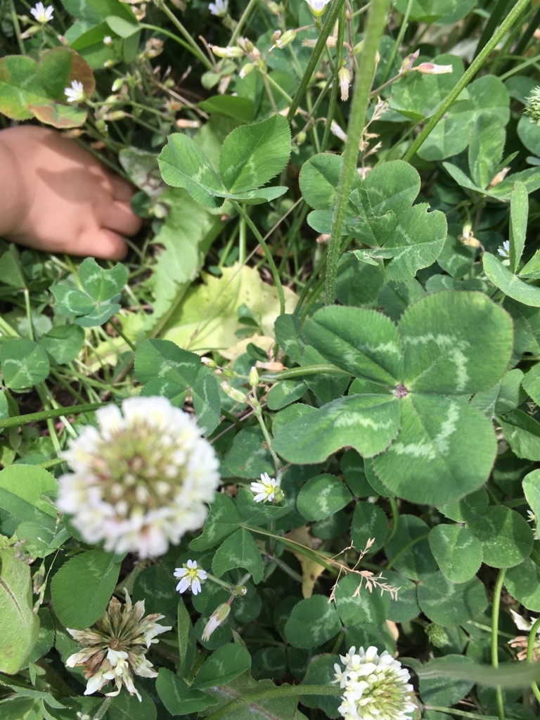 f:id:akasuguope01:20180127131500j:plain