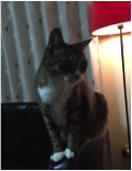 f:id:akasuguope04:20160517174458p:plain