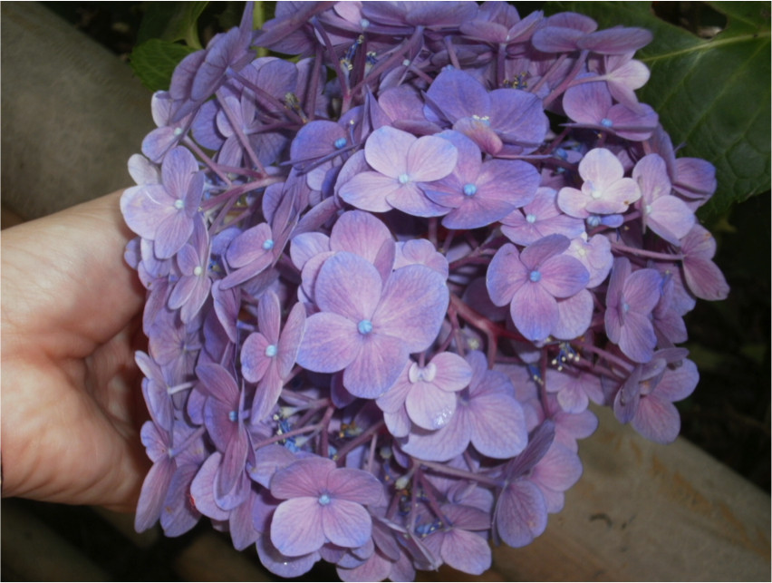 f:id:akasuguope04:20160623191148p:plain