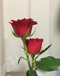 f:id:akasuguope04:20161012184715j:plain