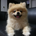 f:id:akasuguope04:20161019183805p:plain