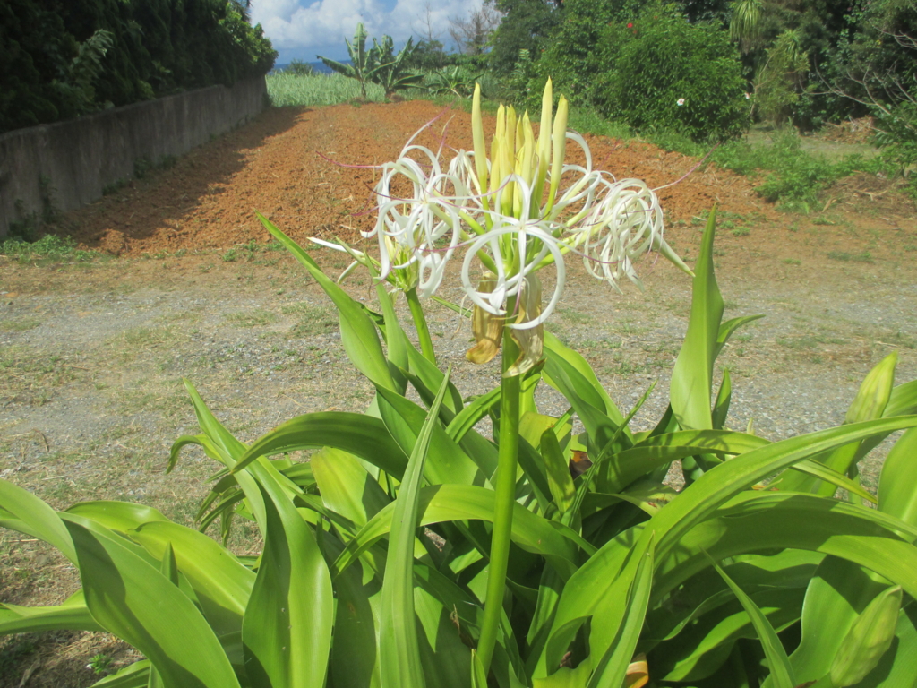 f:id:akasyobin:20160708190816j:plain