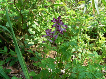 f:id:akategani:20050410133055:image