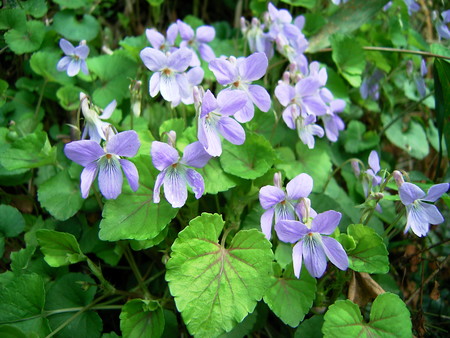 f:id:akategani:20060328135958j:image