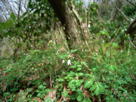f:id:akategani:20060329123348j:image