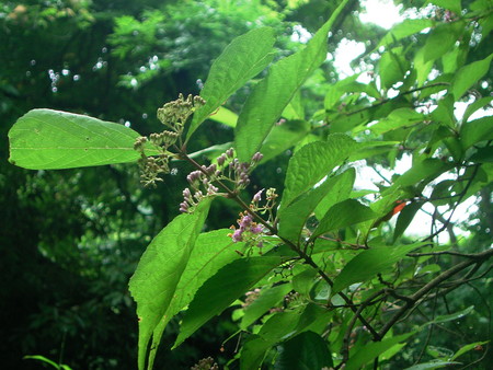 f:id:akategani:20060618122806j:image