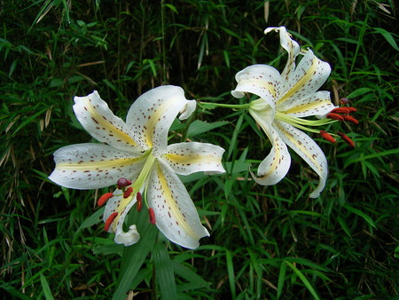 f:id:akategani:20060625103922j:image