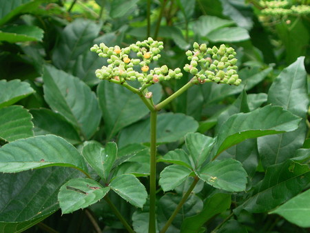 f:id:akategani:20060716113755j:image