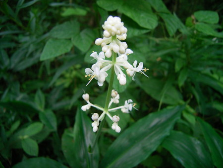 f:id:akategani:20060716121200j:image