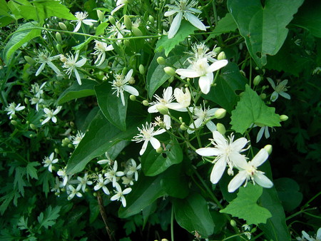 f:id:akategani:20060826153541j:image