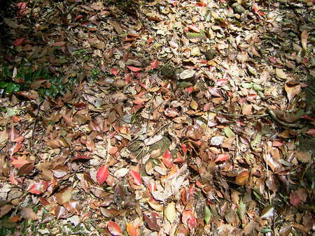 春の紅葉