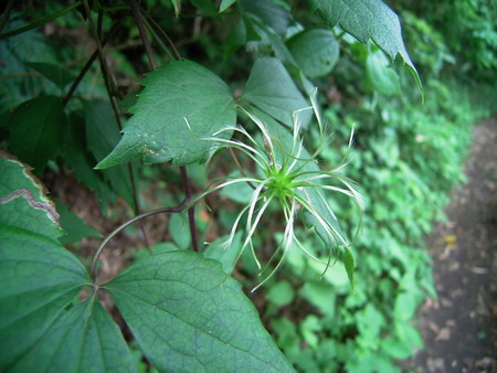f:id:akategani:20070609110731j:image