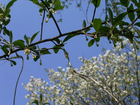 f:id:akategani:20080406130346j:image