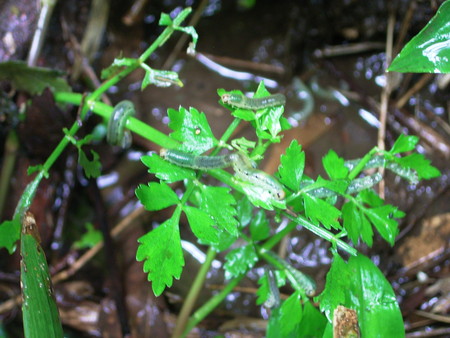 f:id:akategani:20080525113231j:image