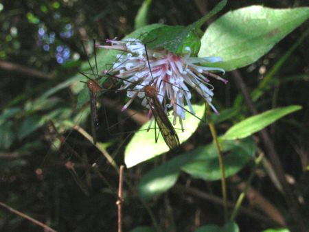 高野箒