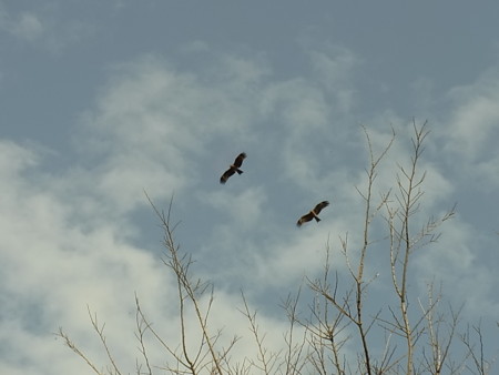 f:id:akategani:20100411153328j:image