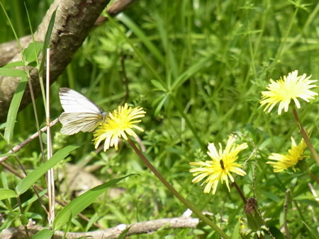 f:id:akategani:20100429120625j:image