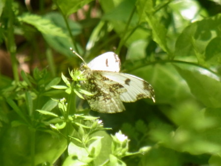 f:id:akategani:20100502105440j:image