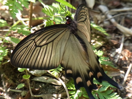 f:id:akategani:20100502144835j:image